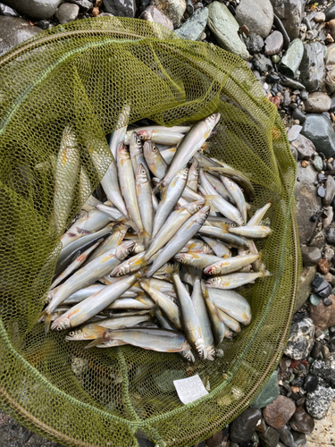 アユの釣果