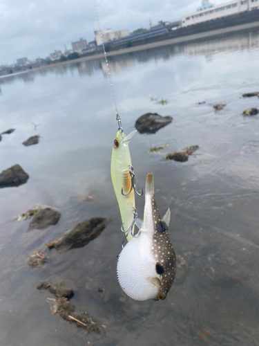 フグの釣果