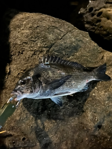 チヌの釣果