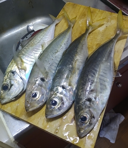 アジの釣果