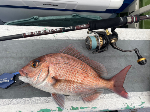 マダイの釣果