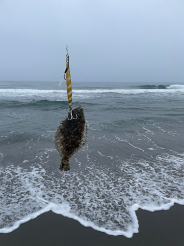 ソゲの釣果