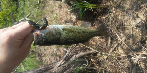 ブラックバスの釣果