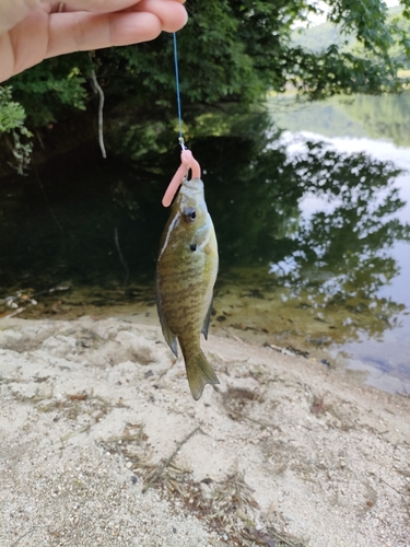 ブルーギルの釣果