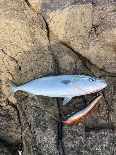 イナダの釣果