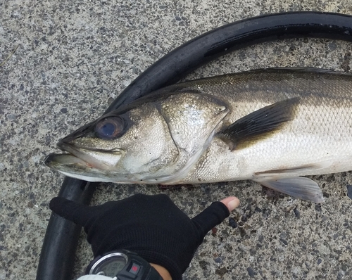 スズキの釣果