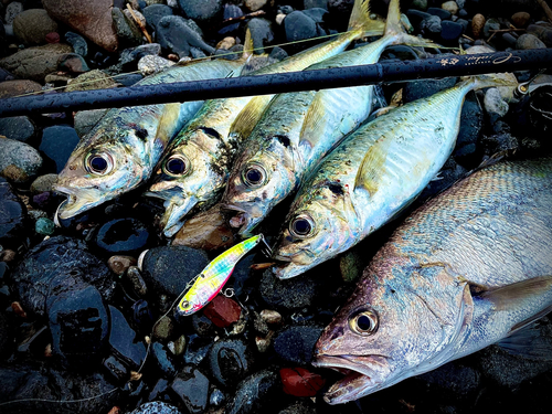 アジの釣果