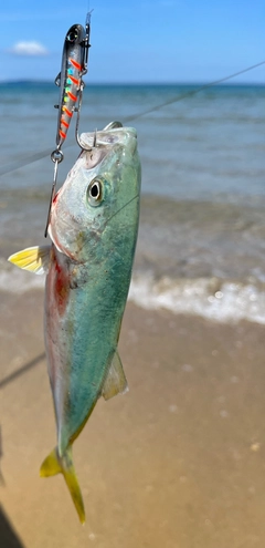 ワカシの釣果