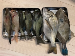 グレの釣果