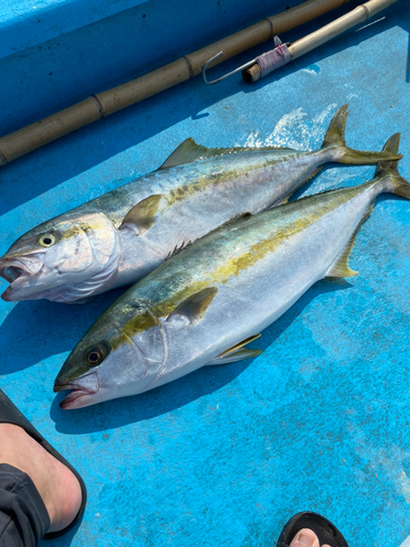 ヒラマサの釣果