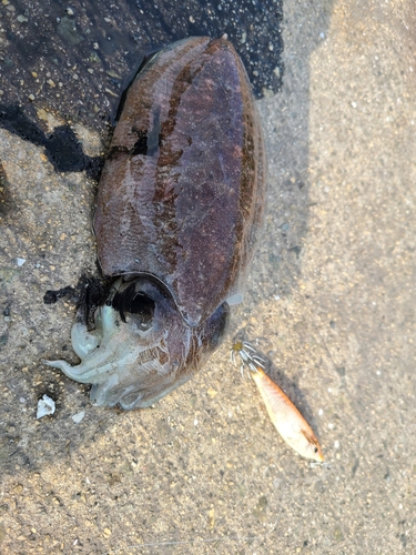 コウイカの釣果