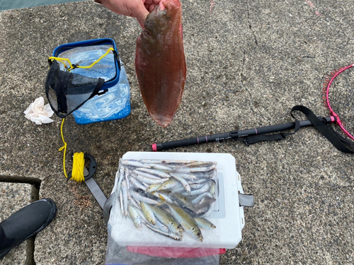 シタビラメの釣果