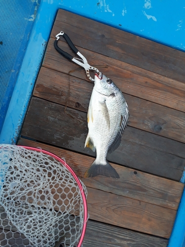 キビレの釣果