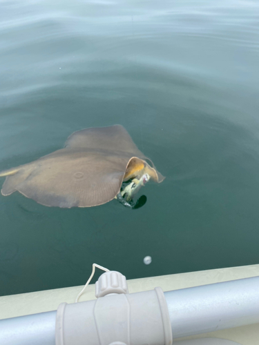 エイの釣果