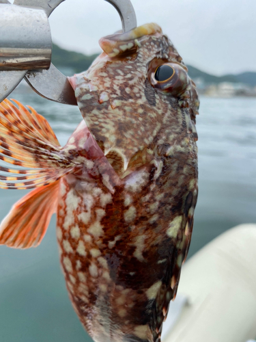 カサゴの釣果