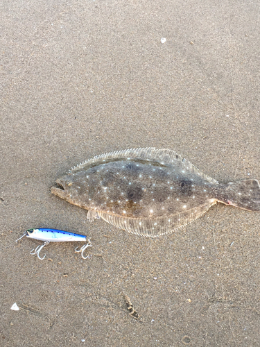 ソゲの釣果