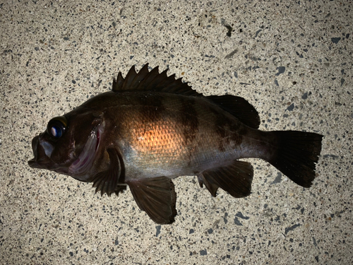 メバルの釣果