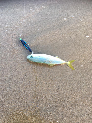 ツバスの釣果