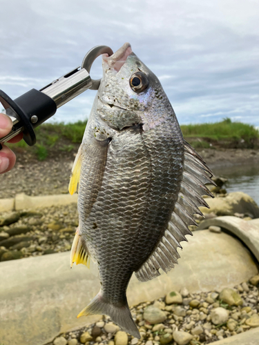 キビレの釣果