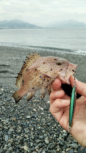 オオモンハタの釣果