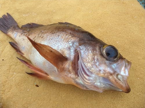 メバルの釣果