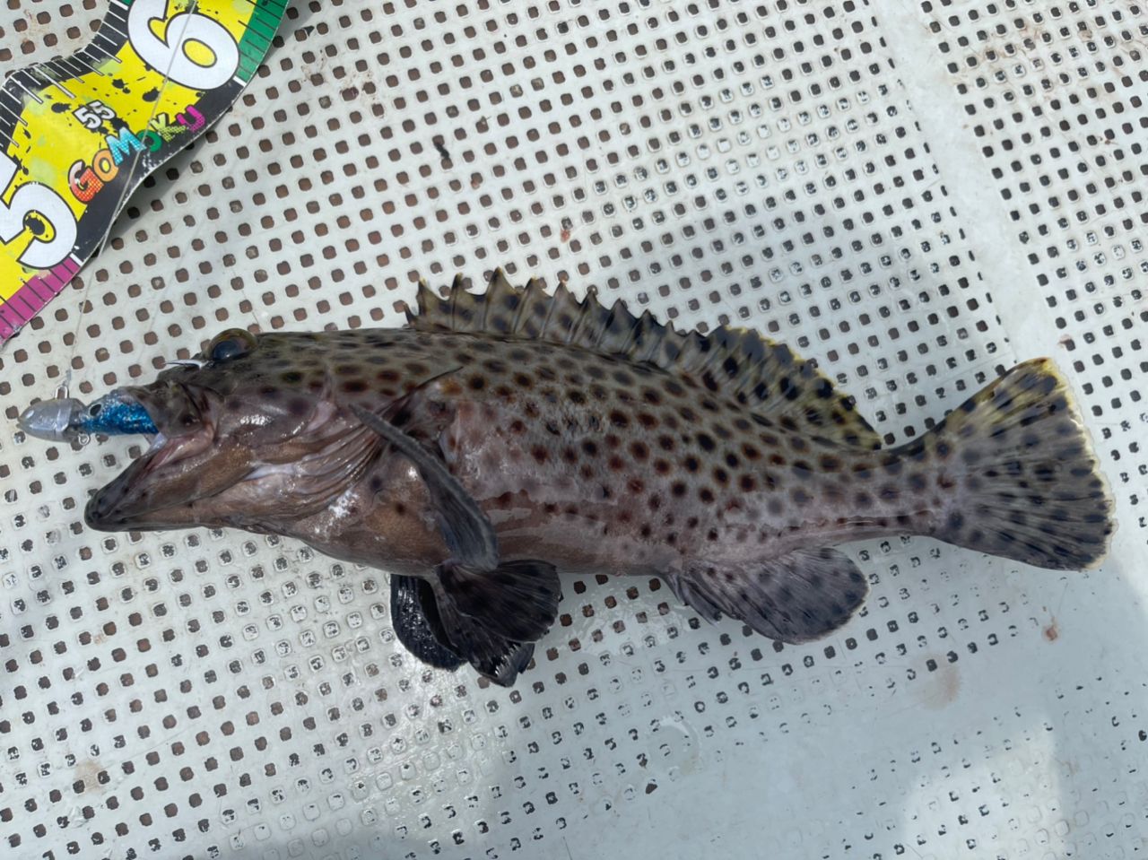 キビレハタ
