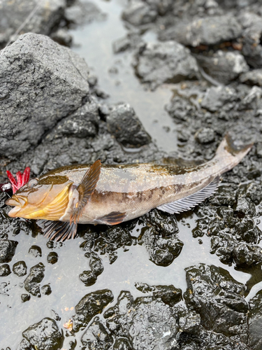 アイナメの釣果