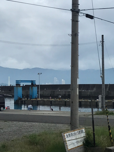 イワシの釣果