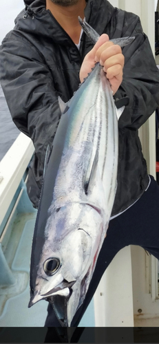 カツオの釣果