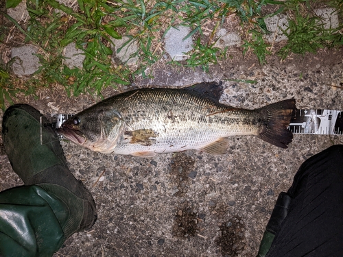 ブラックバスの釣果