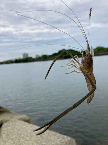 テナガエビの釣果