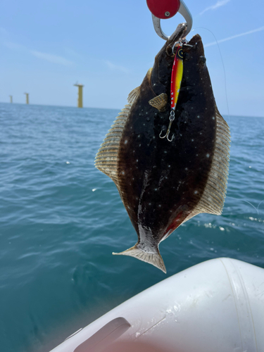 ヒラメの釣果