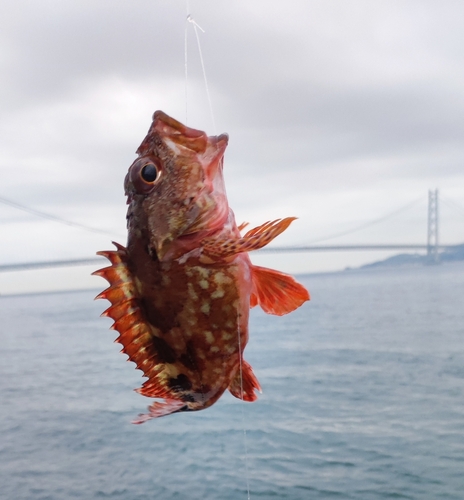 カサゴの釣果