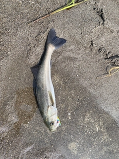 セイゴ（ヒラスズキ）の釣果