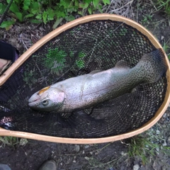 レインボートラウトの釣果