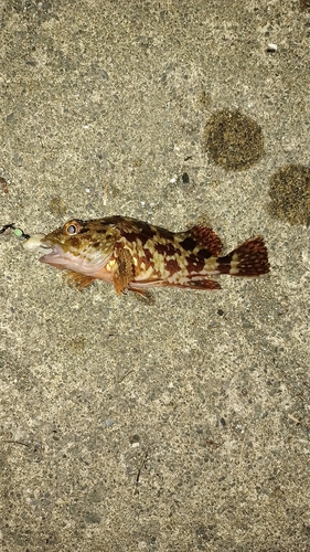 カサゴの釣果