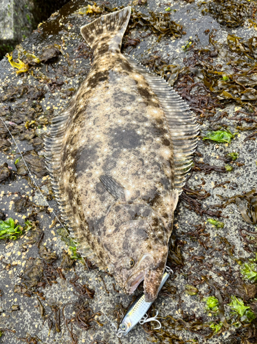 ヒラメの釣果