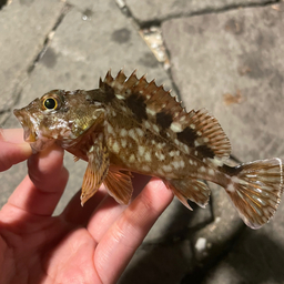 かーつぁんの釣りにっきの釣果