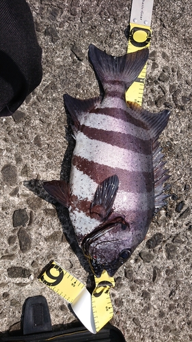 イシダイの釣果