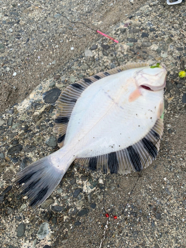 カレイの釣果