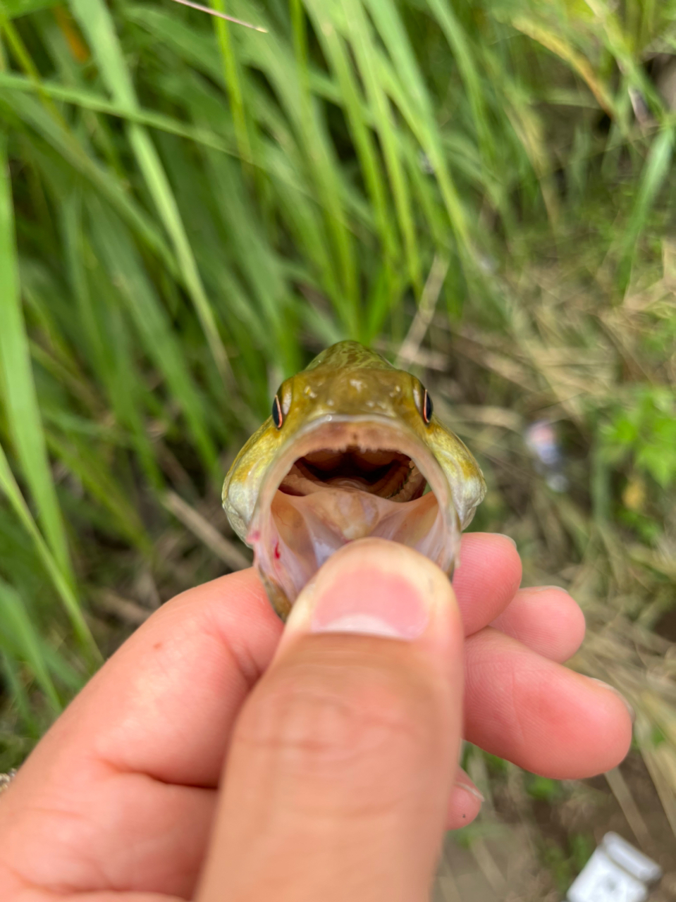 スモールマウスバス