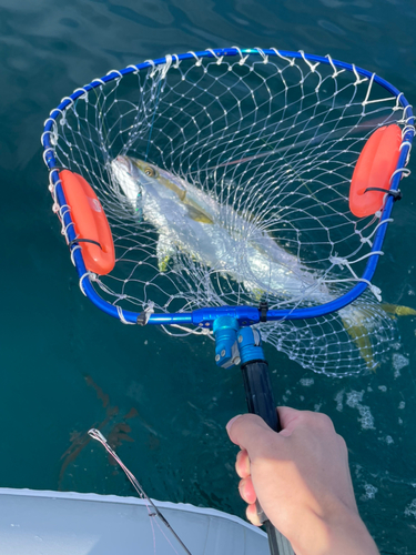 ヒラマサの釣果