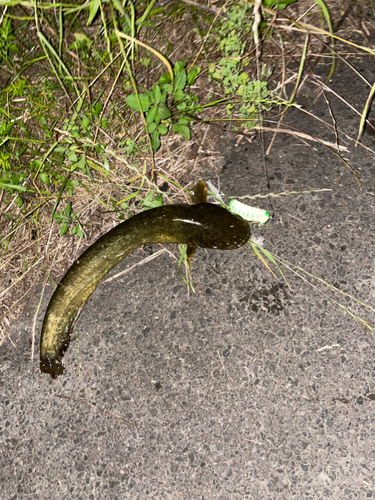 ナマズの釣果