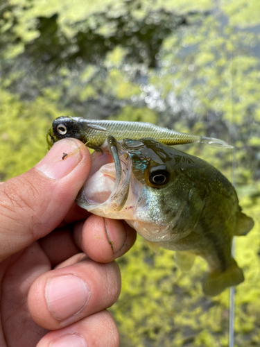 ブラックバスの釣果