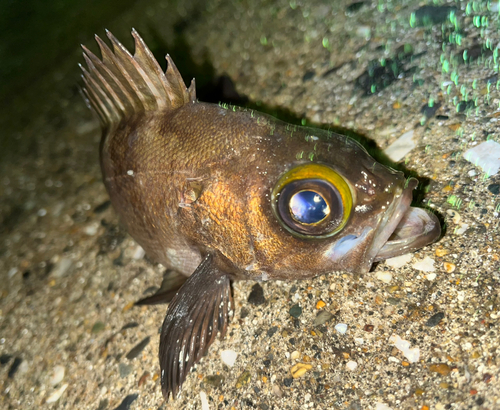 メバルの釣果