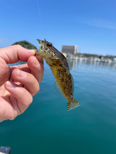 アナハゼの釣果