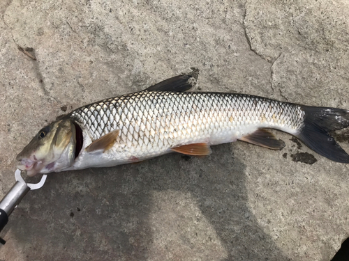 コイの釣果