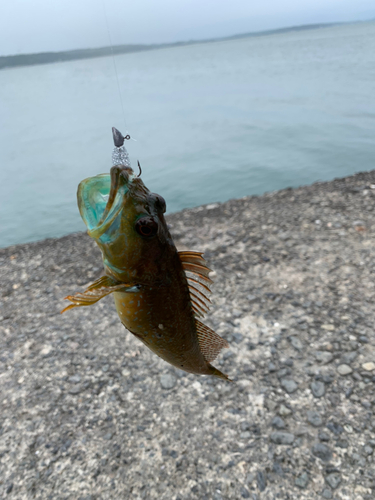 アナハゼの釣果