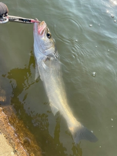 釣果