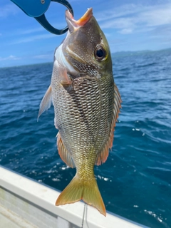 イソフエフキの釣果